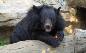 Asiatic black bear in zoo thailand