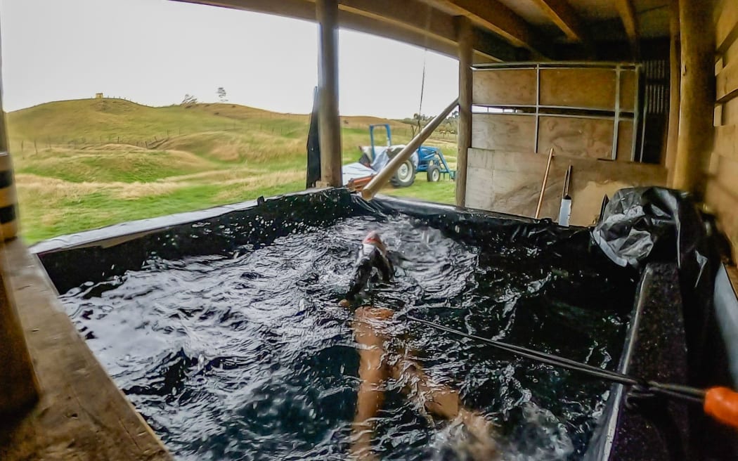 New Zealand triathlete Nicole van der Kaay's father built her a make shift pool in his farming shed so she could continue training during the level 4 lockdown.