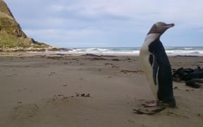 A yellow-eyed penguin.