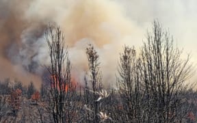 Firefighters are battling multiple blazes in Tongariro National Park on Monday.