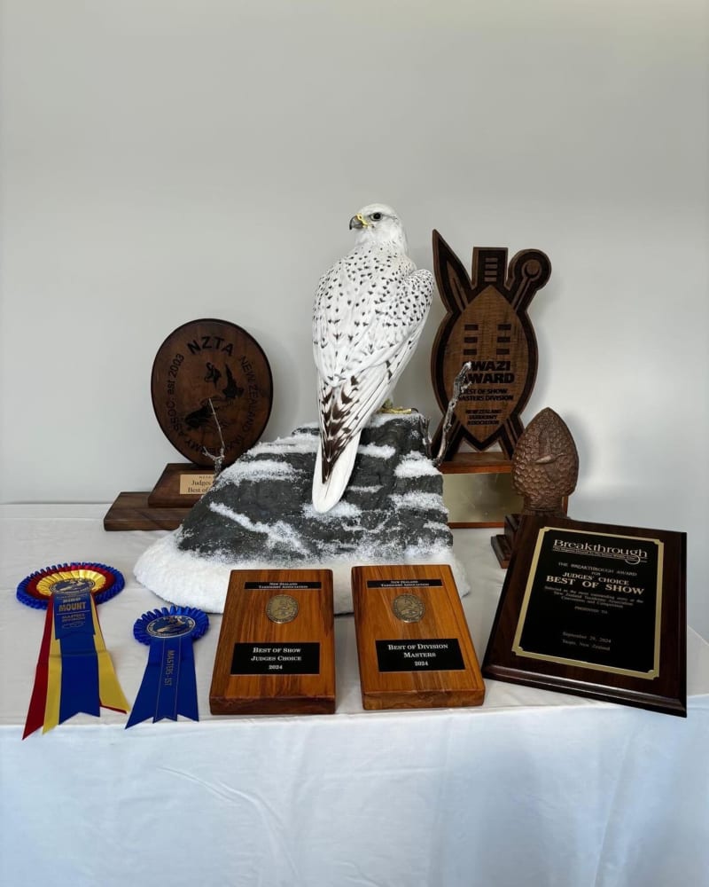 Voss' gyrfalcon won Best of Division, Best Bird, and Best of Show (judge's choice) in the Masters division.
