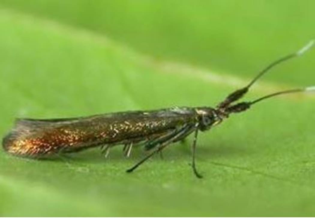 The red clover casebearer moth.
