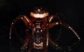 noble false widow spider (Steatoda nobilis)