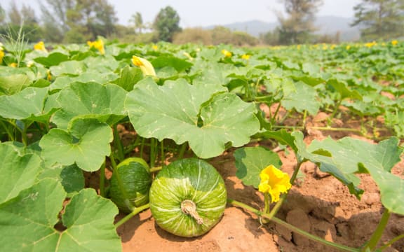 Vegetable crop growing in a field.