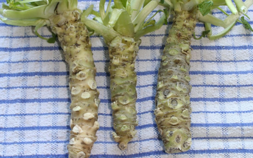 Wasabi plants grown by Fenton Wood