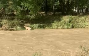 An engorged stream with a dog next to it.