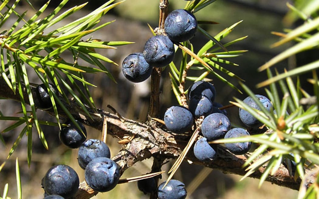 Juniperus communis berries.