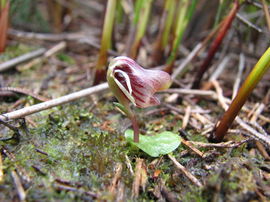 Swamp Helmet Orchid