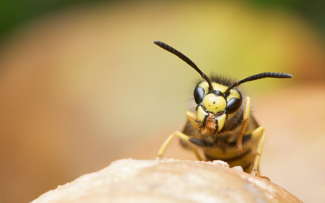 German wasp