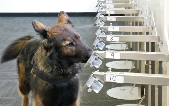 Frieda detecting prostate cancer cells in solution.