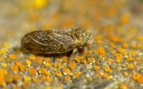 Hobbit Psyllid