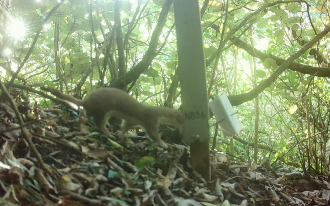 A stoat caught by a monitoring camera in Miramar Peninsula.