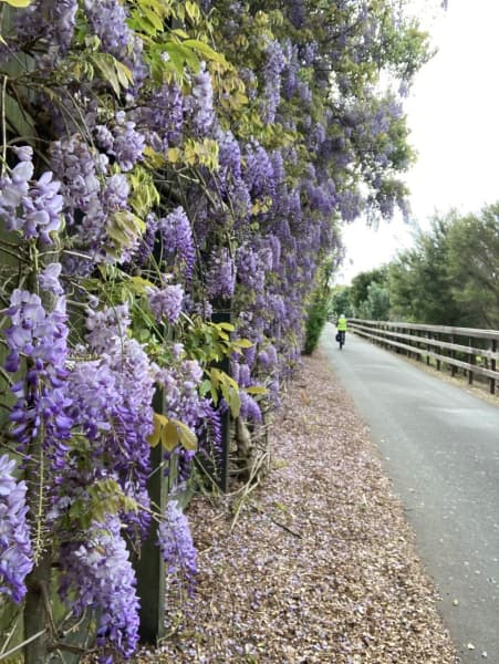 The wisteria wall at its full glorious peak in October 2022.