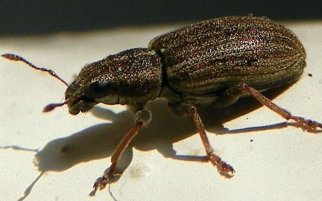 Pea Weevil (Sitona lineatus)