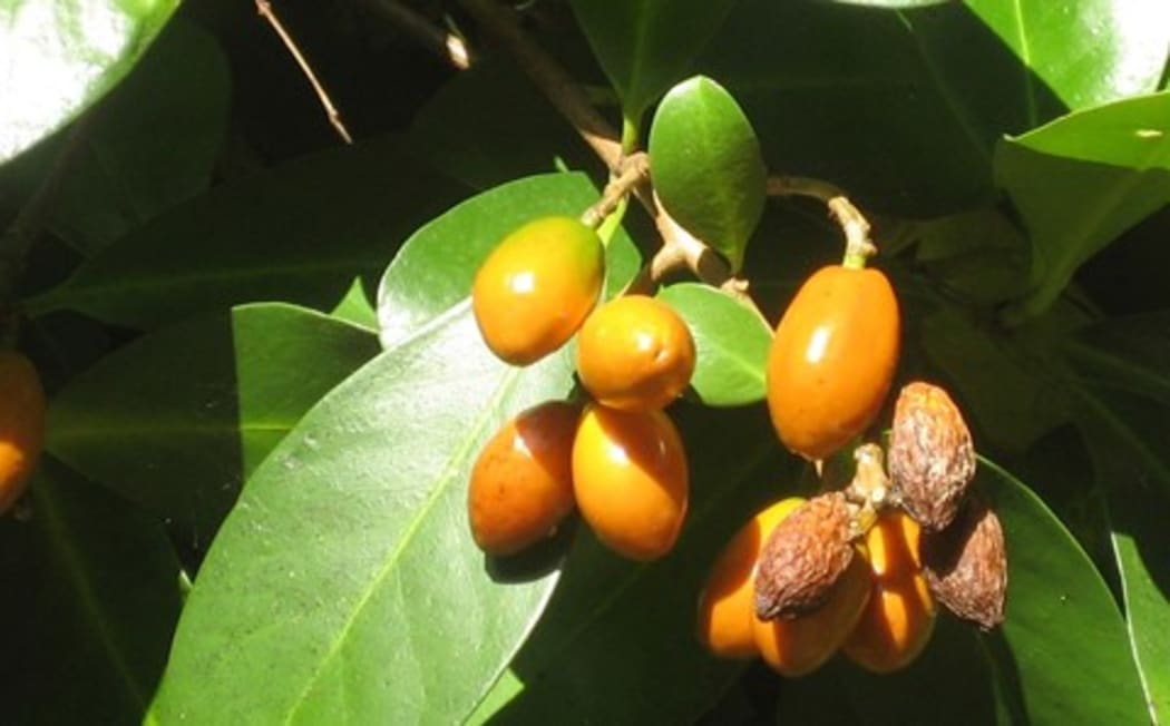 Karaka berries.