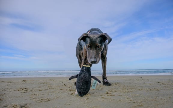 Lead the way initiative