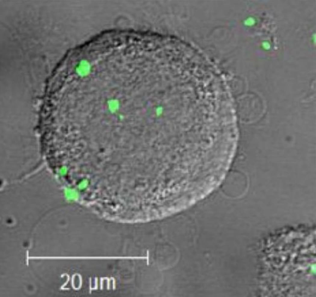 Nanoparticles on a single cell.