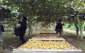 Physical distancing in kiwifruit orchard