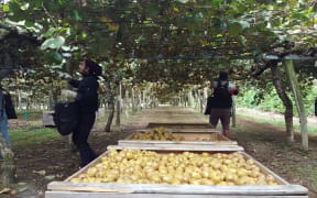 Physical distancing in kiwifruit orchard