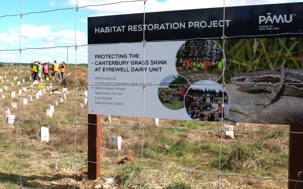 The Eyrewell skink habitat restoration school day