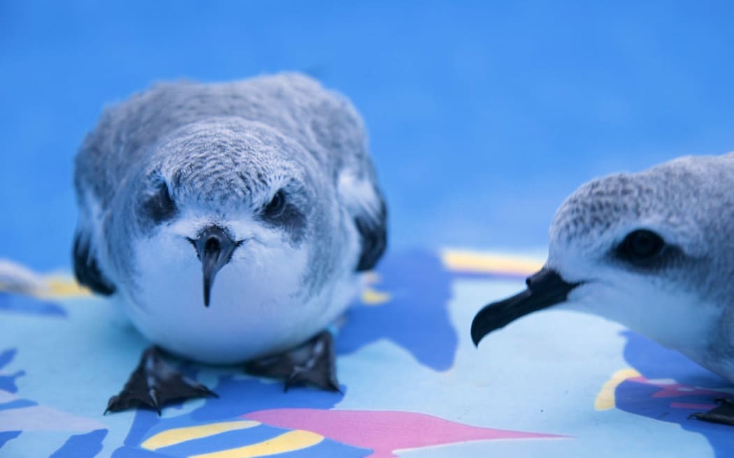 Rescued Cook's Petrels being looked after at BirdCare Aotearoa