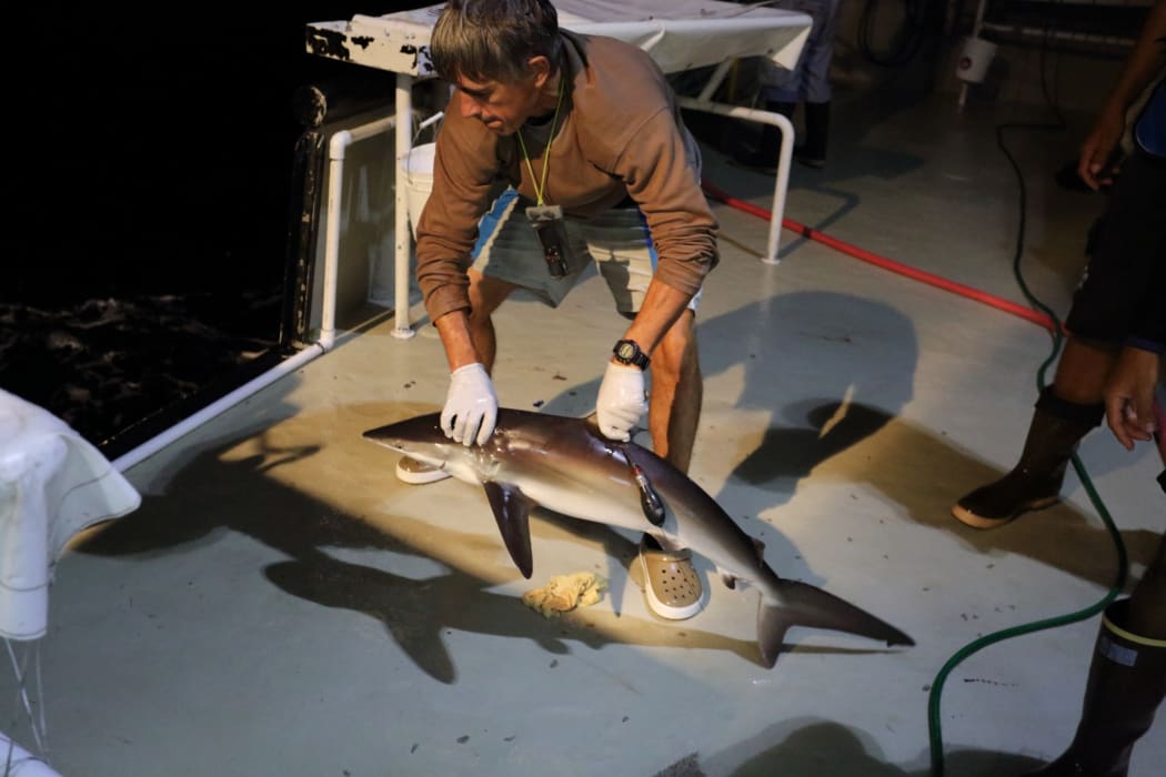 Release of a silky shark tagged with a satellite tag.