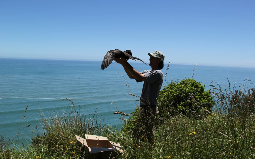 Westland petrel being relaunched from cliffs
