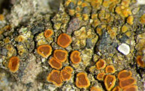 Waitakere Firedot Lichen