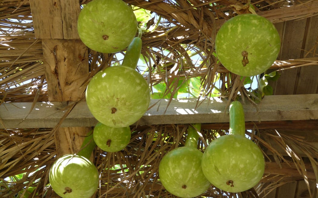Bottle gourd, also known as calabash.