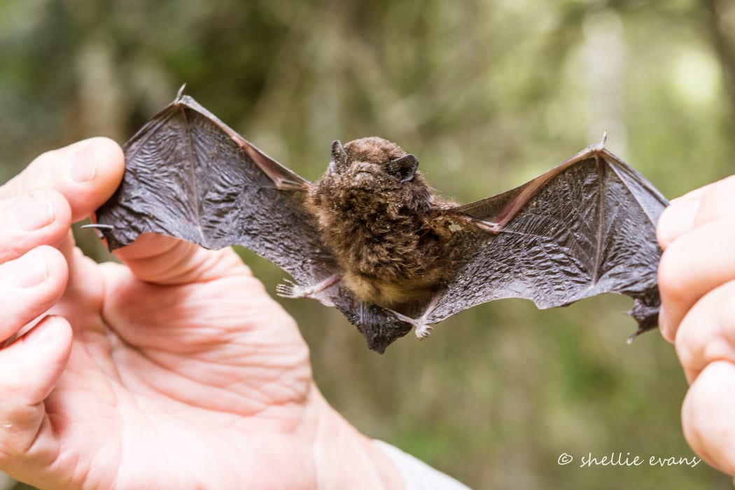 Long-tailed bat with its wings outstretched