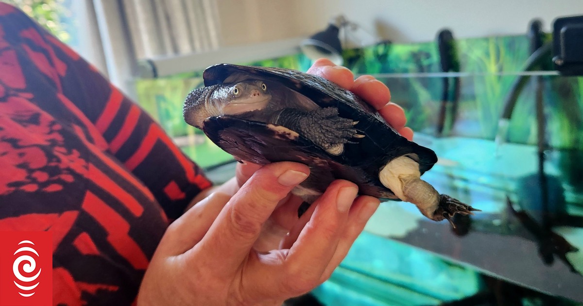 Owning a turtle is 'a long-time commitment', veteran rescuer warns - Vimarsana News