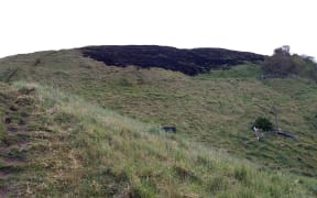 Burned grass on Maungarei / Mt Wellington, Auckland, after a Guy Fawke's night fire.
