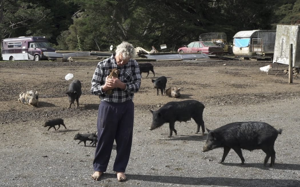 Stu Edmondson's herd of about 100 pet pigs have become a roadside attraction in rural Coromandel