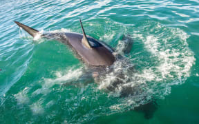 Fin of great white shark.