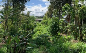 Food forest at Papatūānuku Kōkiri Marae in South Auckland after three and a half years of growth.