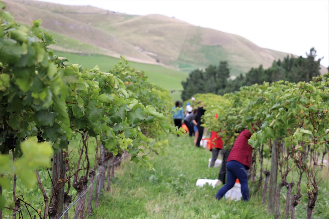Vineyard ferment at Greystone Wines