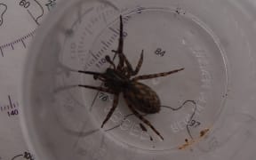 Bounty Island Spider