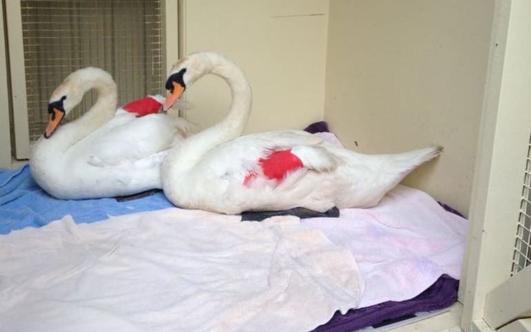 Samantha, left, and Samuel with their bandaged wings.