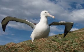 Northern royal albatross returns to Otago Peninsula.
