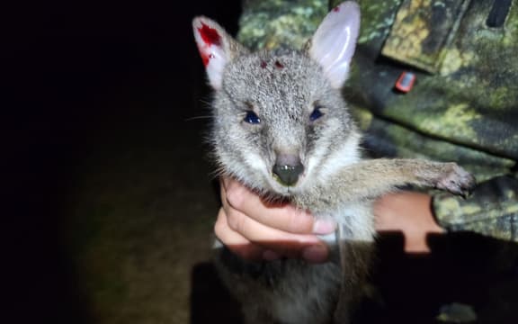 A wallaby killed during a Te Arawa Kāhui pest control operation in the Rotorua Lakes region