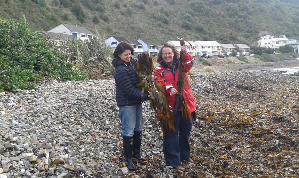 Roberta D'Archino, left, and Kate Neill, who are both at NIWA, collecting large seaweeds that have washed ashore on a beach in Lyall Bay, Wellington.