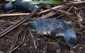 Two of the three little blue penguins or kororā that were discovered at Little Kaiteriteri on Sunday and found to have been killed by dogs.