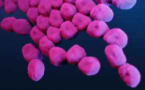 carbapenem-resistant Acinetobacter baumannii