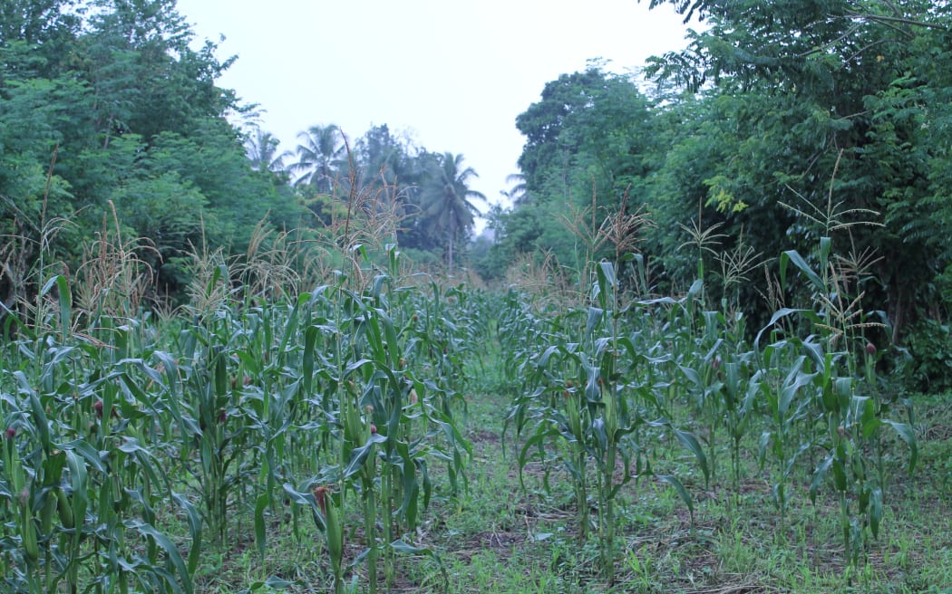 Crops of Melanesia part 42