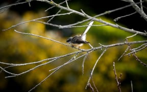 A fantail on an organic farm in the Manawatu.