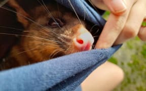 Gaby Bailey holding her pet possum Fanta