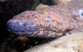 Reaching nearly two metres in length, the South China giant salamander is critically endangered in the wild.