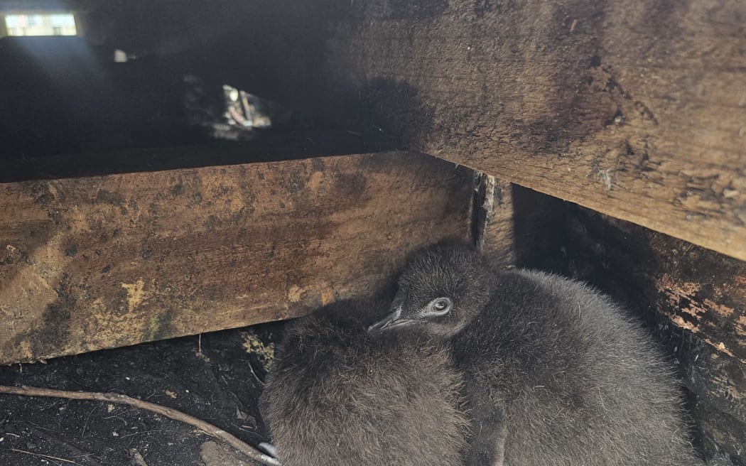 A Taranaki family has paused a bach rebuild due to nesting kororā.