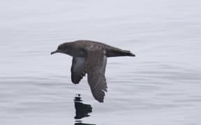 Sooty shearwaters travel huge distances across the Pacific.