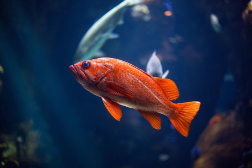 Goldfish (Claudio Guglier via unsplash.com)
